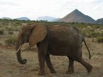 14079 Elephant.jpg